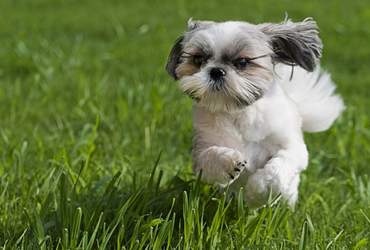 shih-tzu-4