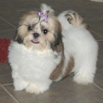 shih-tzu-5