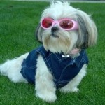 shih-tzu-6