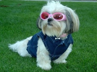 shih-tzu-6