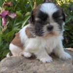 shih-tzu-7