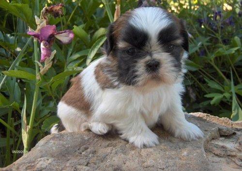 shih-tzu-7