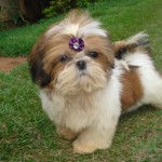 shih-tzu-8