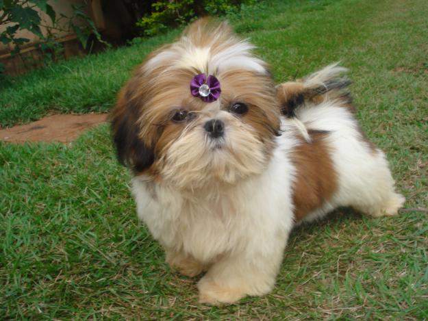 shih-tzu-8