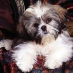 shih-tzu-9