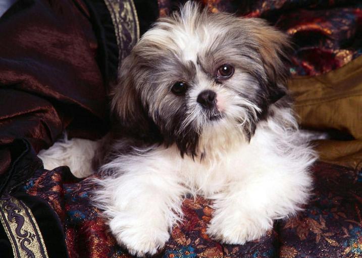shih-tzu-9