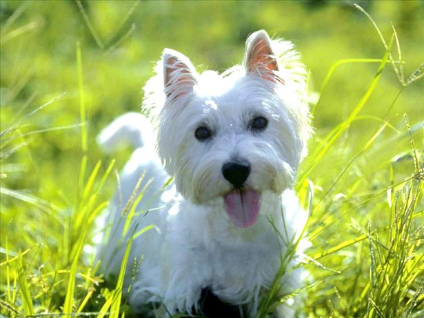 west-highland-terrier-1