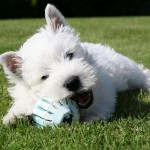 west-highland-terrier-10
