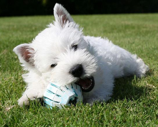 west-highland-terrier-10