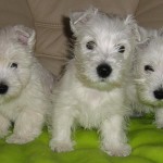 west-highland-terrier-11
