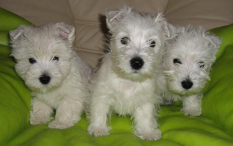 west-highland-terrier-11