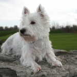 west-highland-terrier-12