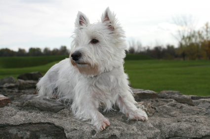 west-highland-terrier-12