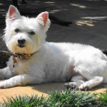 west-highland-terrier-14