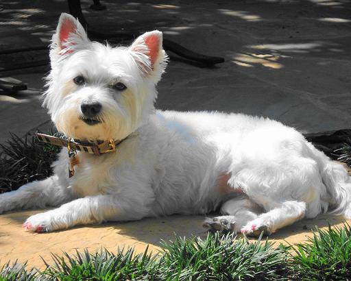 west-highland-terrier-14