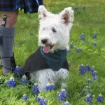 west-highland-terrier-15