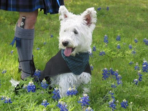 west-highland-terrier-15