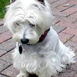 west-highland-terrier-16