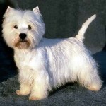 west-highland-terrier-17