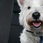 west-highland-terrier-18