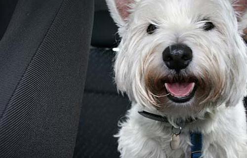 west-highland-terrier-18