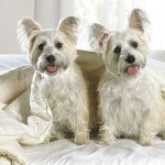 west-highland-terrier-19