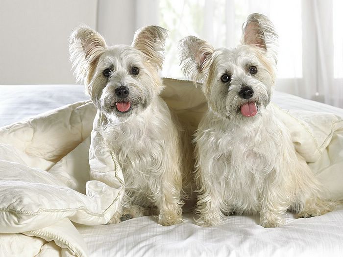 west-highland-terrier-19
