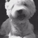 west-highland-terrier-20