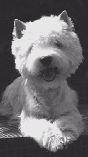 west-highland-terrier-20