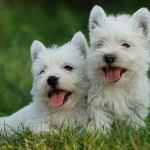 west-highland-terrier-21