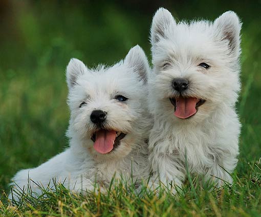west-highland-terrier-21