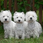 west-highland-terrier-23
