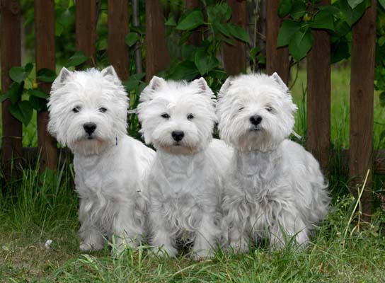 west-highland-terrier-23