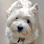 west-highland-terrier-3