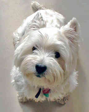 west-highland-terrier-3