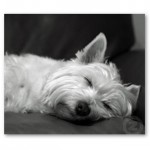 west-highland-terrier-5