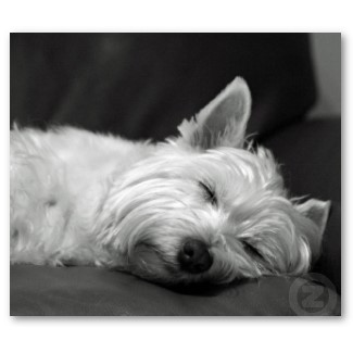 west-highland-terrier-5