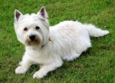 west-highland-terrier-7