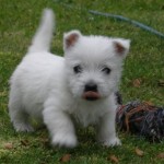 west-highland-terrier-8