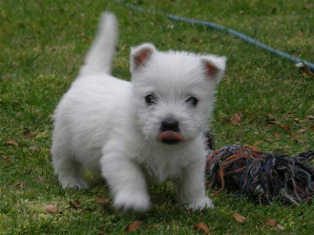 west-highland-terrier-8