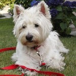 west-highland-terrier-9