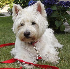 west-highland-terrier-9
