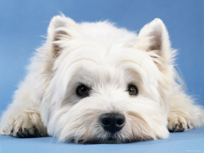 West Highland Terrier