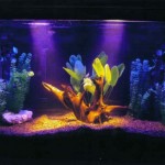 aquario-de-peixes-1