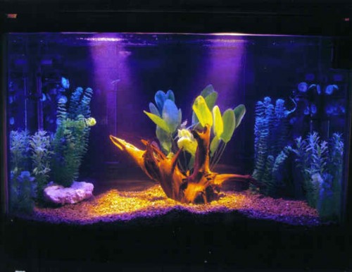 aquario-de-peixes-1