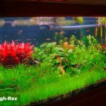 aquario-de-peixes-12