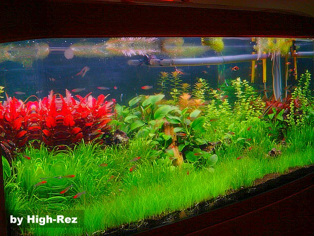 aquario-de-peixes-12