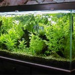 aquario-de-peixes-14