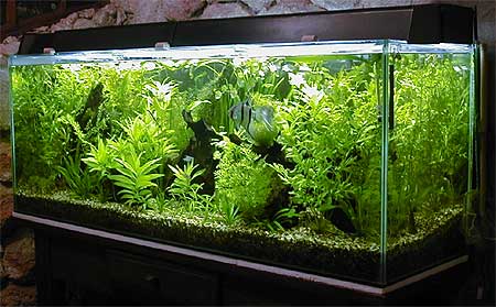 aquario-de-peixes-14