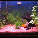 aquario-de-peixes-15
